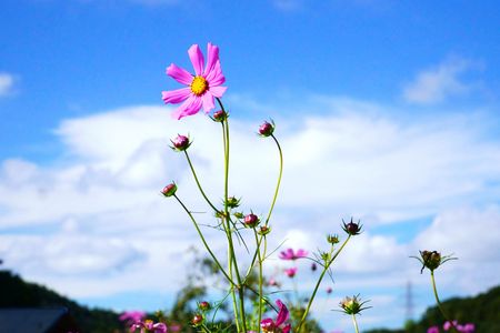 コスモス-05