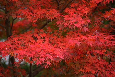 真紅のモミジ