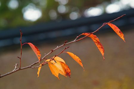 私も染まりました