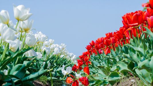 キミに見せたい景色