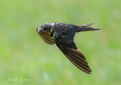 幼鳥から大人になるとちゅうの換羽のツバメ