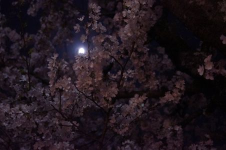 月夜の晩に萌えるピンクの花びら　～サクラ～