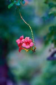 ノウゼンカズラ