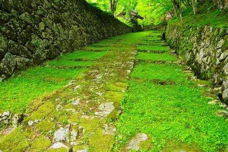 新緑の参道！：百済寺