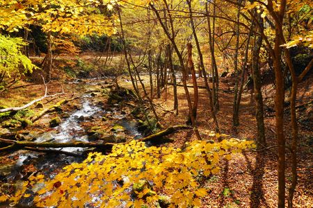 晩秋！：西沢渓谷：P1