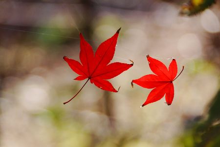 紅葉の舞！！