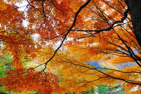 秋彩！！：広瀬ダム