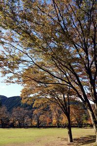 樹木公園の秋は短し