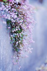 街角に優しさと潤いを！ 〜ヒメツルソバかなぁ〜