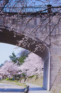 石川橋の向こうは桜の園⁉︎