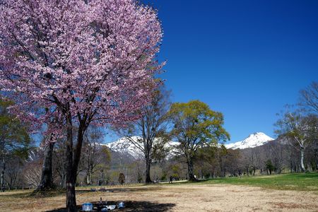笹ヶ峰高原からの春便り