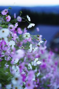 水も滴る素敵な乙女