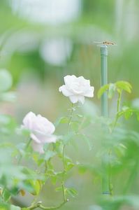 白薔薇 〜赤とんぼも鑑賞にやってきやよ！〜