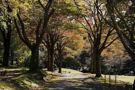 樹木公園は晩秋真っ只中！