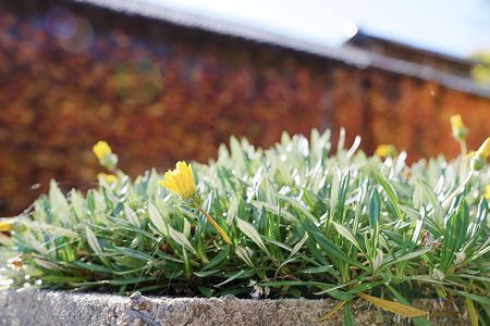 秋色をバックにキラキラ