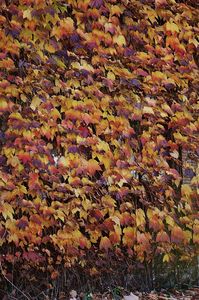 秋色に覆われた窓