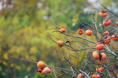 今年は柿が良く実ってます。 〜秋だね！〜