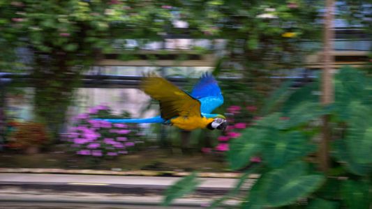 アイス＆ファイア