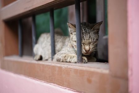 old phuket town cat 