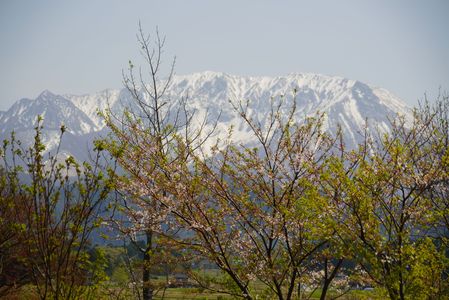 桜と大仙