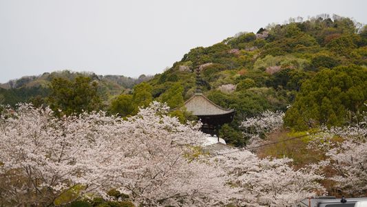 根来寺の桜