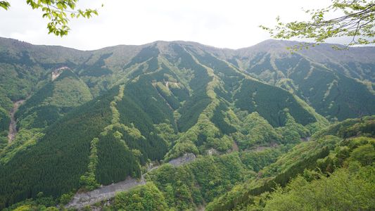 葉桜