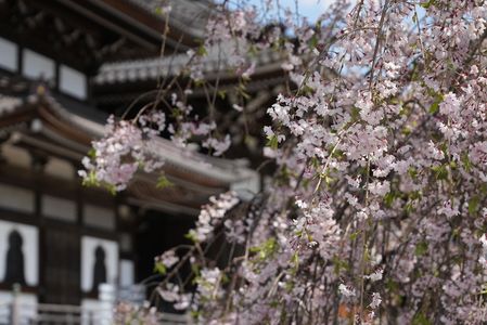 身延山久遠寺の枝垂桜