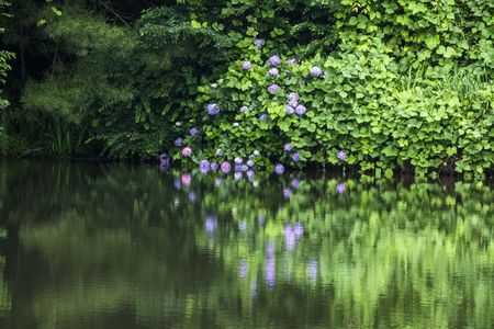 水辺の紫陽花