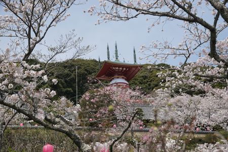 薬王寺の桜