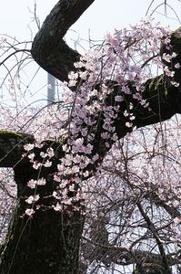 般若院の桜