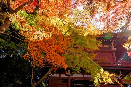 本土寺　仁王門