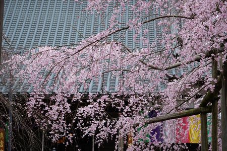 六地蔵寺の桜