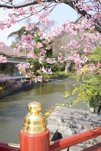 鶴岡八幡宮の桜🌸