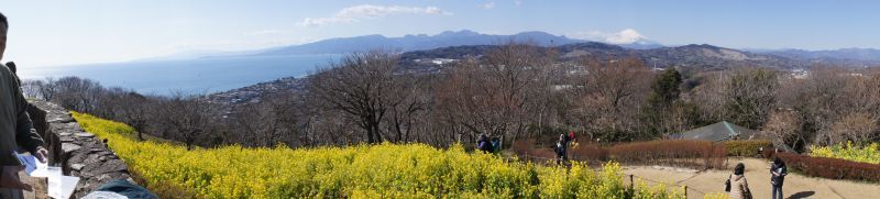 吾妻山の菜の花と富士