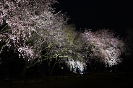 夜桜