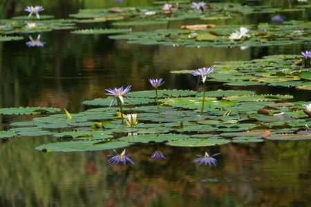 青い睡蓮2025＠北川村「モネの庭」マルモッタン