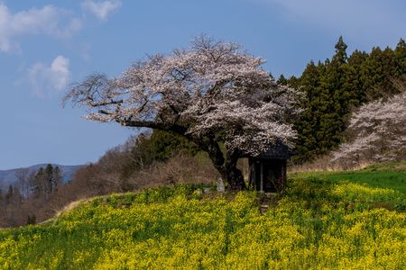 小沢の桜