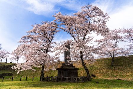 天覧産馬記念碑と桜