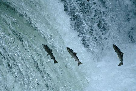 2024さくらの滝サクラマスジャンプ！