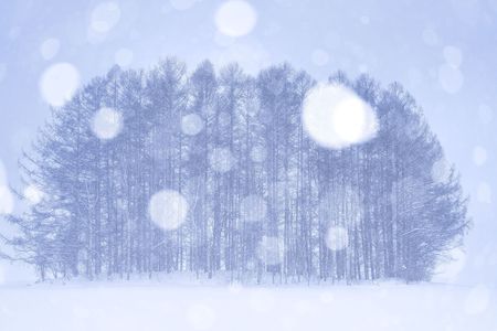 雪玉マイルドセブンの木三景