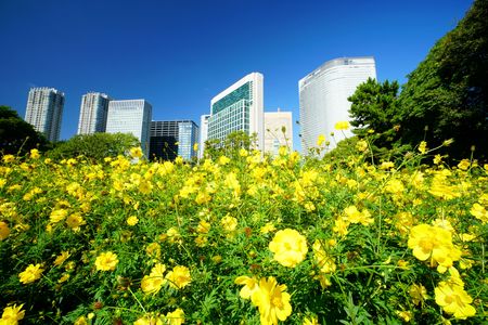 青空に高層ビルと秋桜