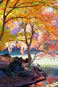 新宿御苑 下ノ池紅葉