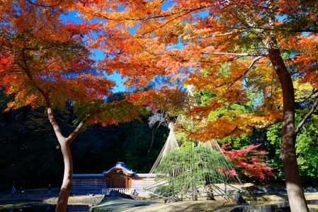 小石川後楽園の紅葉（１）