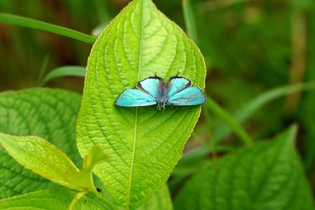 ジョウザンミドリシジミ