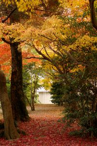 赤絨毯、黄天井