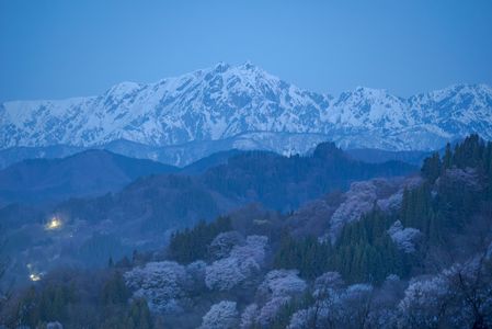 夜明け前の桜と残雪の山