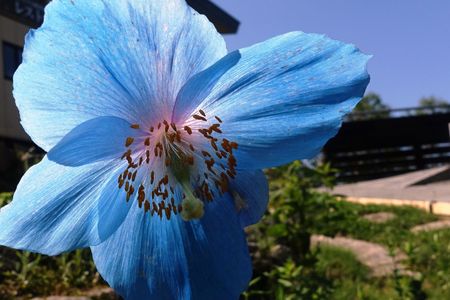 ヒマラヤンブルー