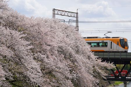 桜と列車とコカ・コーラ