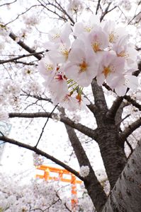 桜と赤鳥居