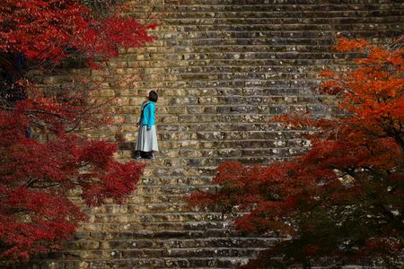 見上げれば紅葉